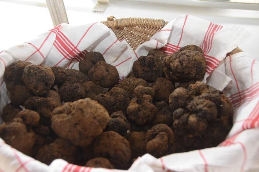 Panier d'osier rempli de truffes du Périgord