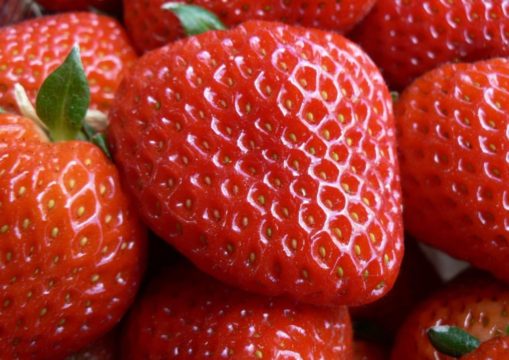 Gros plan sur des fraises mûres
