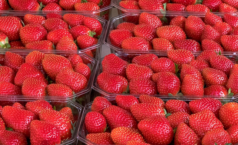 La culture de la fraise du Périgord