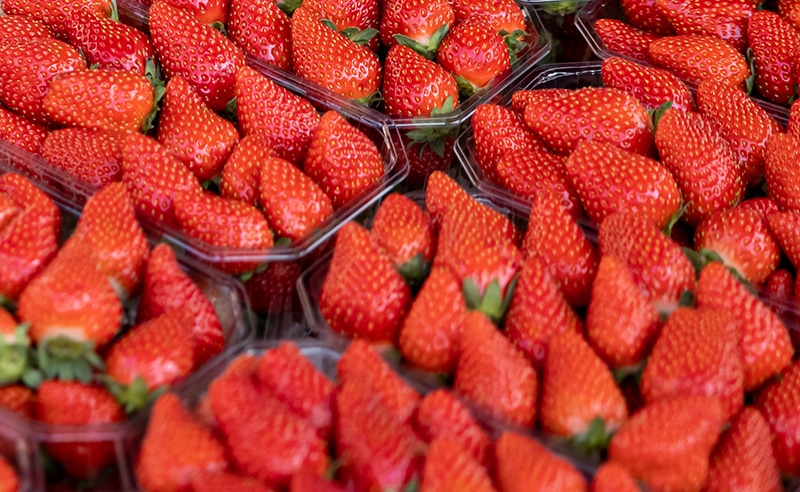 Fraises du Périgord