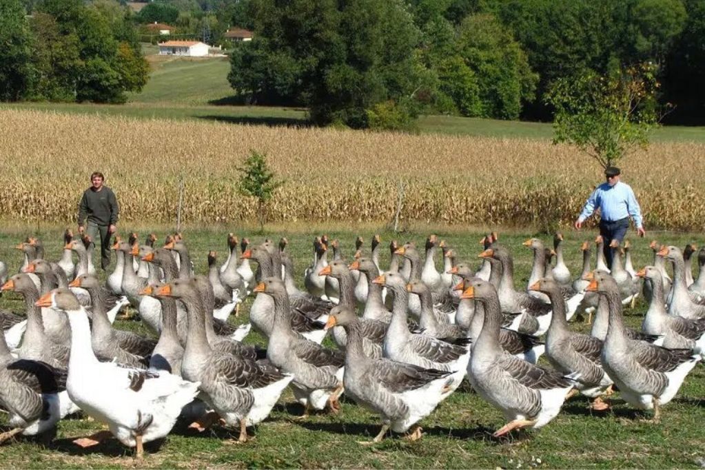 ©Ferme-Milhac-Oie en Périgord